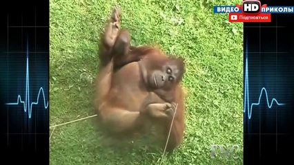 Каждая Обезьяна Делает ЭТО.  Без Всякой Цензуры!!! СМЕХ!!!