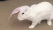 Bunny rabbit likes to chase his own ears