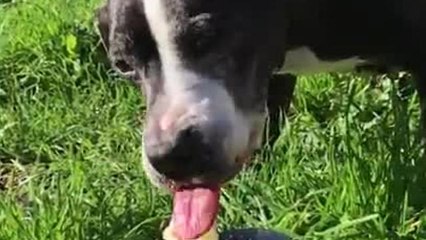 Elderly dog enjoys tasty birthday cupcake