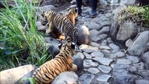 Nascem 4 tigres de bengala em cativeiro de El Salvador