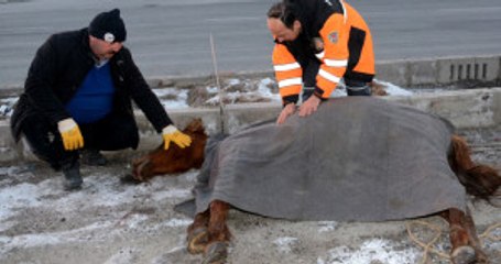 AFAD Ekipleri, Kuyudan Kurtardıkları Atın Üstünü Örtüp Masaj Yaptı