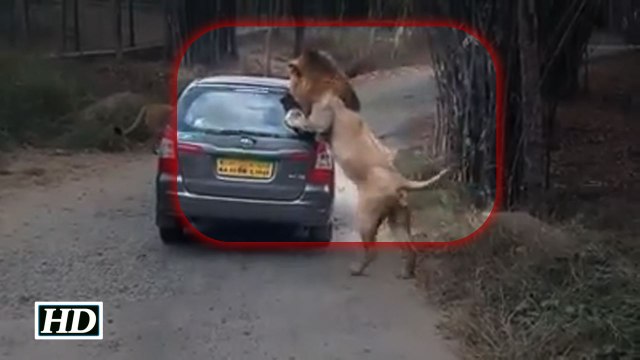 Lions attack safari at Bannerghatta National Park