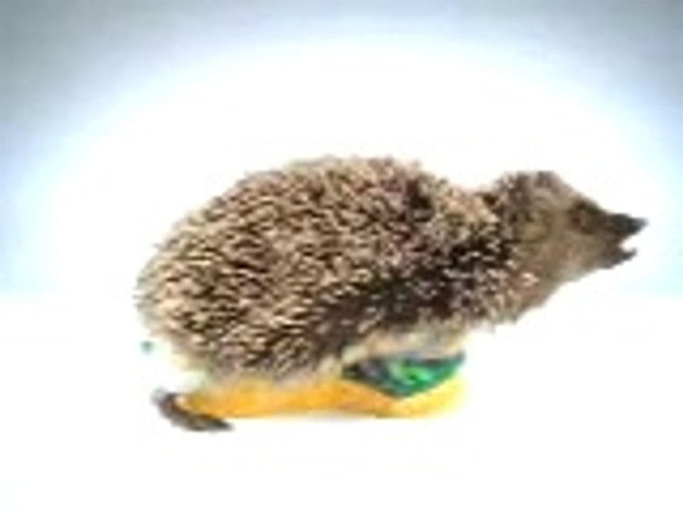Spontex, lustiger Igel, Funny animal,
