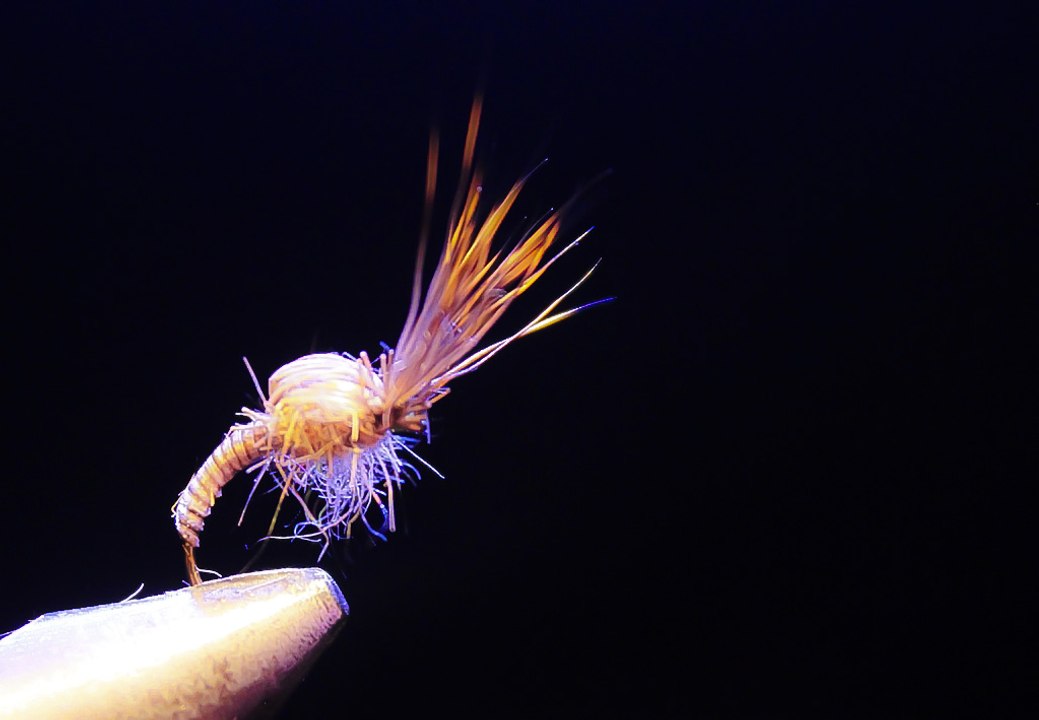 L'Emergente Chevreuil