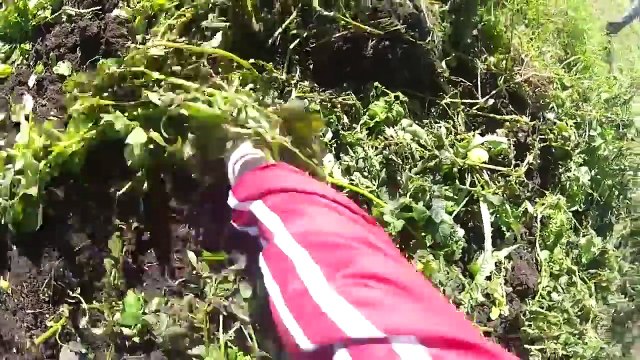 ШОК!!! Что сейчас происходит в Беларуси!!! (вот как надо копать картошку)