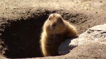 The Real Reason Why Groundhogs Come Out To See Their Shadows
