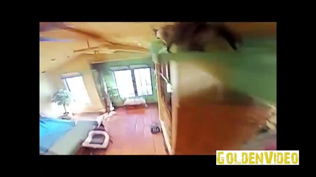 Самые смешные COUB приколы про кошек и котят [#4]