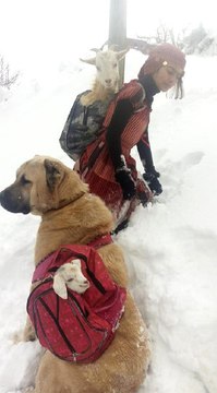 Sosyal Medyada Paylaşılan Keçili Fotoğrafının Sırrı Ortaya Çıktı