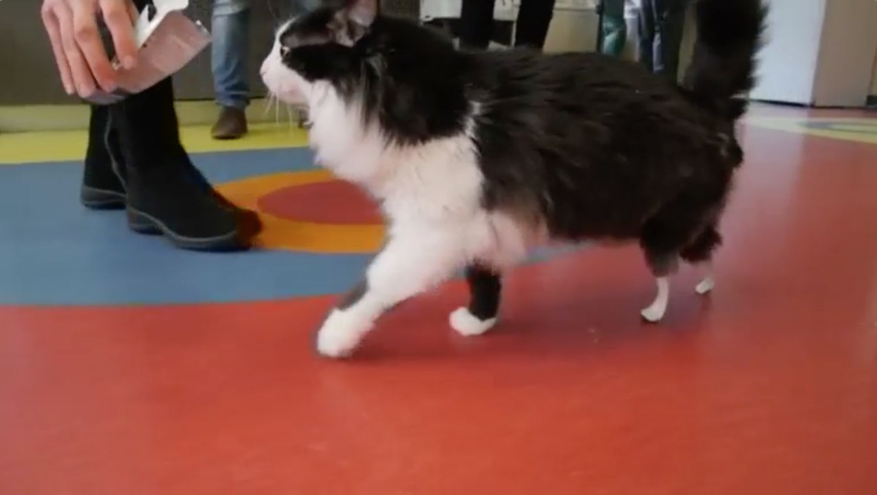 Bionic Kitten Gets New Lease On Life
