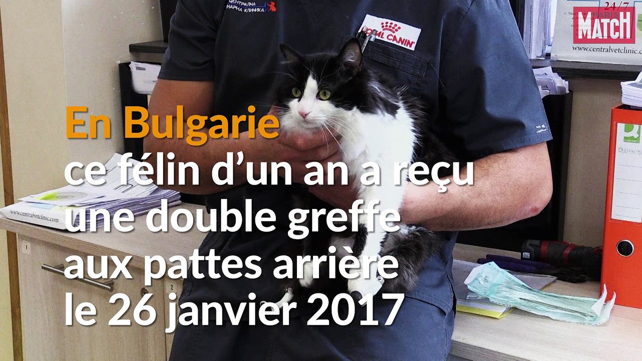 Pooh, le premier chat bionique en Europe continentale