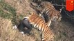 Pria dibunuh harimau setelah memanjat dinding kebun binatang dan salah masuk ke area harimau - Tomonews