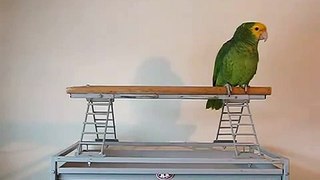 Поющий амазонский попугай