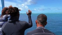 Diving with Giant Manta Rays, Maldives - Indien und Afrika Reisen-FRTFEnd1cQg