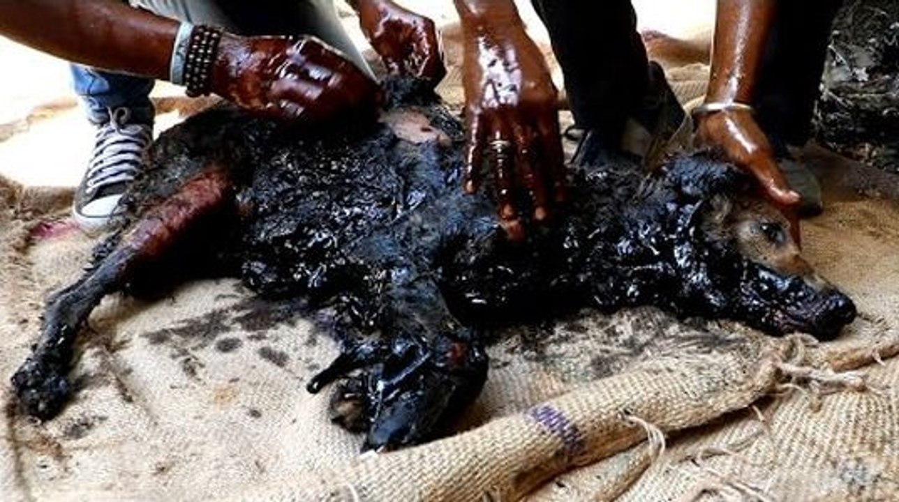 Un sauvetage émouvant d'un chien coincé dans un baril de goudron !