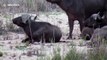 Lions hunt and kill buffalo at Kruger National Park