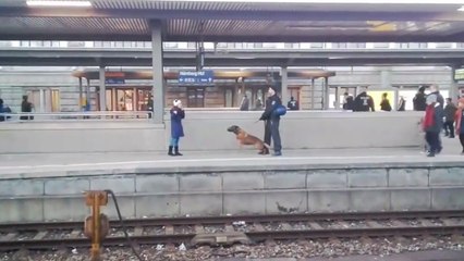 Video herunterladen: Un chien policier fait tomber une femme sur une voie ferrée