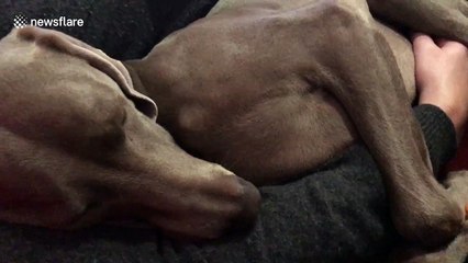 This dog is having a bad dream