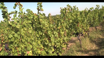 La Flavescence Dorée : de la détection à la prospection. -Chambre d'agriculture du Tarn-