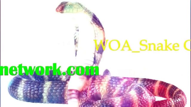 Gaboon Viper snake hunting and eating Mice in Saharan Africa ☆ WOA Snake Channel