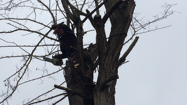 Centenaire mais dangereux, l'acacia de 17 mètres est abattu