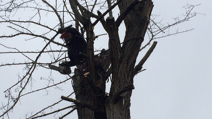 Centenaire mais dangereux, l'acacia de 17 mètres est abattu