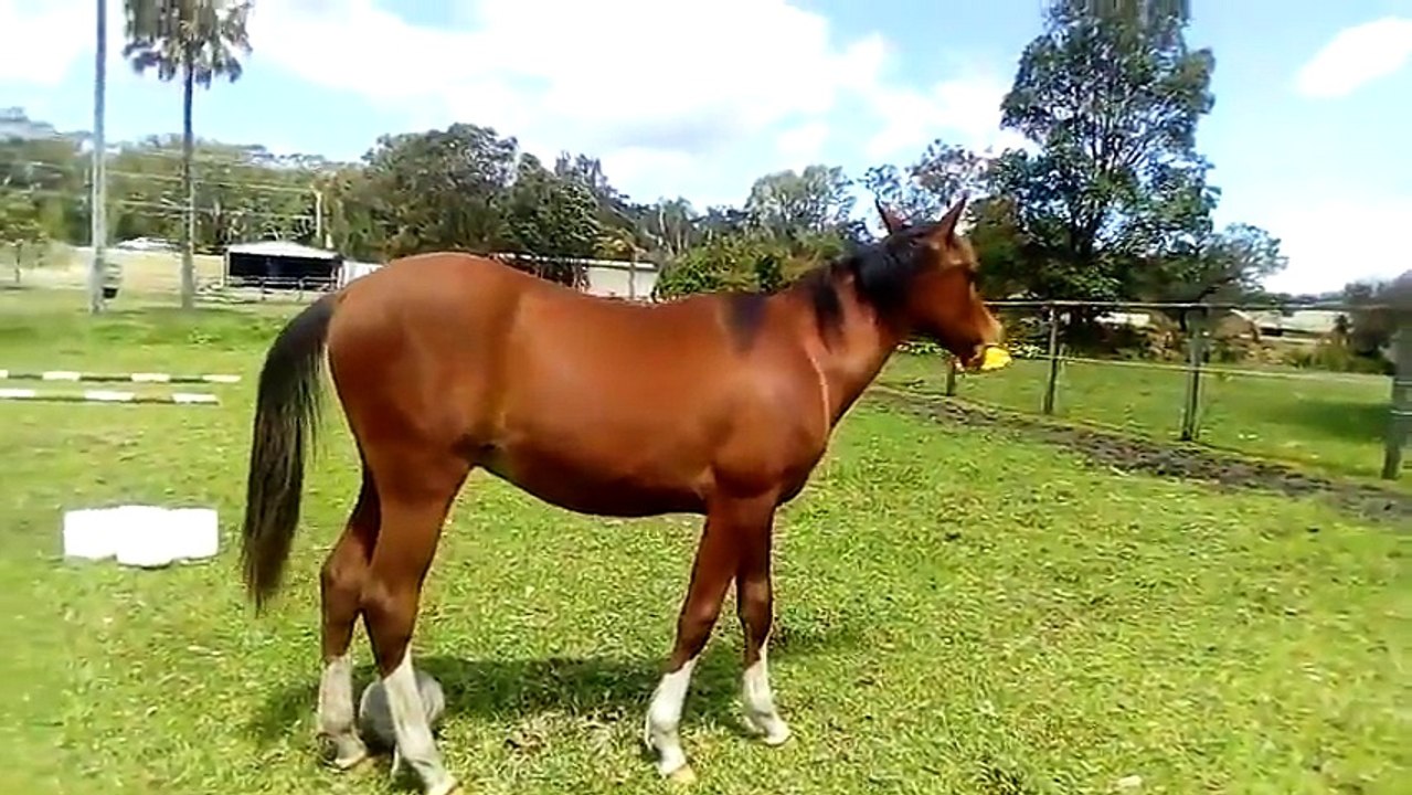 Horse Playing With Rubber Chicken