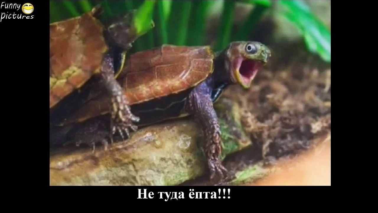 ПРИКОЛЫ FAIL Compilation