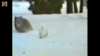 Рысь против зайца! Очень красивая погоня!!! Делаем ставки!