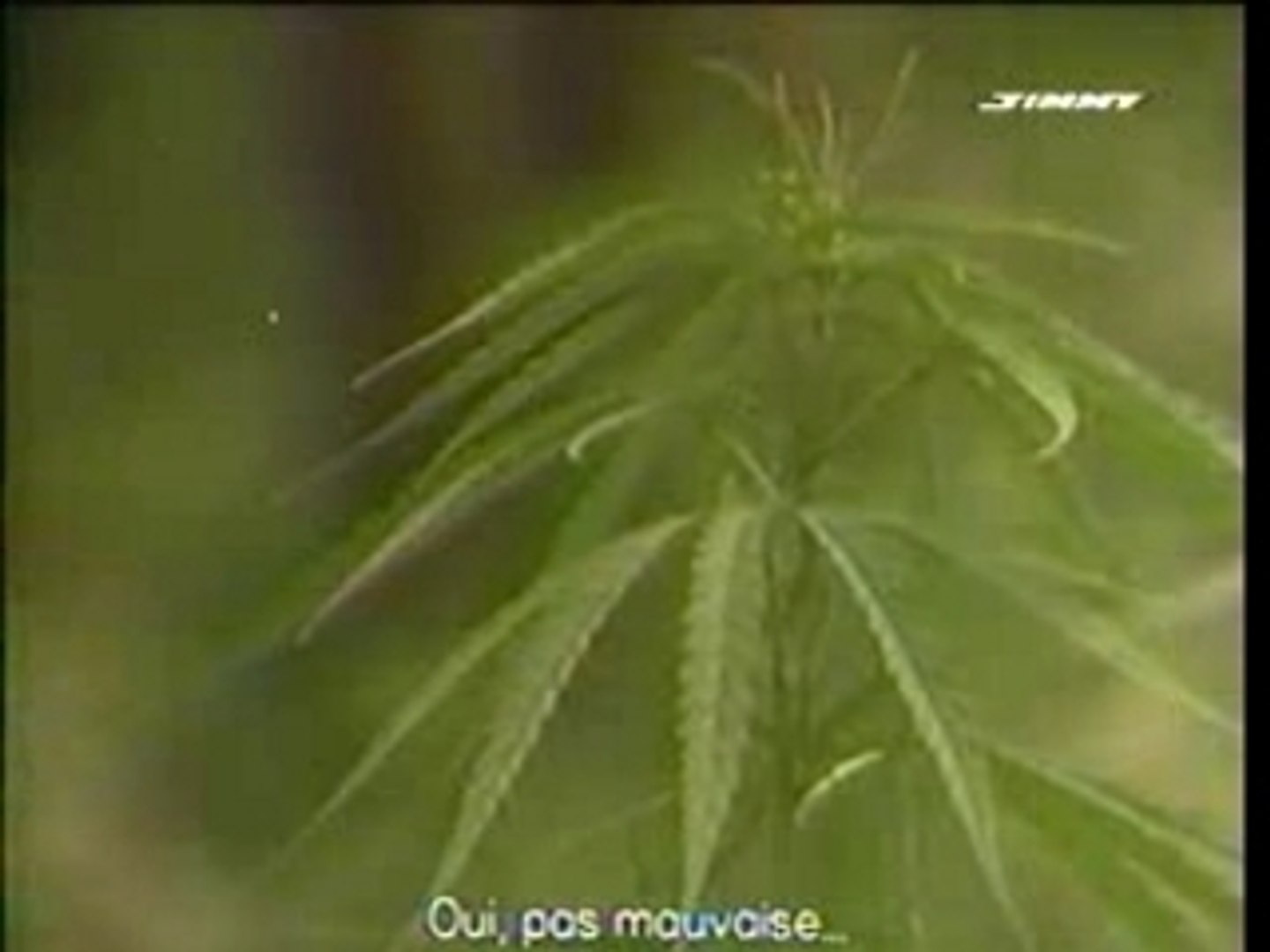 ⁣Reportage Cannabis In Jamaica