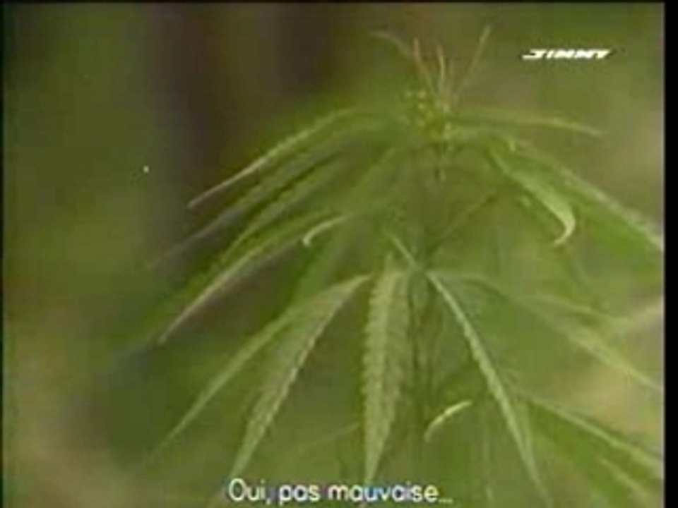 Reportage Cannabis In Jamaica