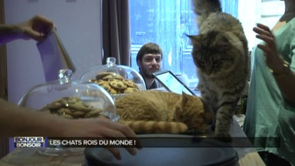Bonjour, bonsoir - Bar à chat