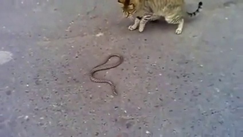 Cat fight with Snake