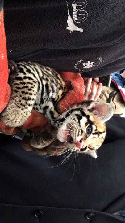 Amiens: naissance d'un ocelot au zoo