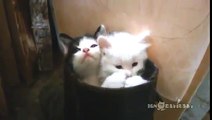 Прикольные милые котята.Funny cute kittens.