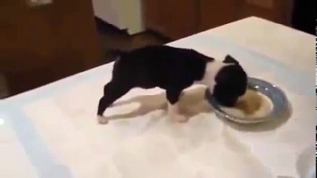 Щенок уморительно кушает Я плакал от смеха