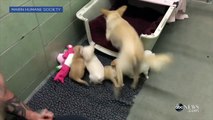 Mother Dog Elated After Reunited With Her Puppies