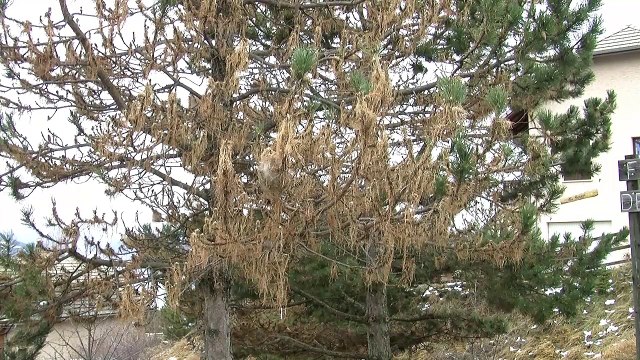 Hautes-Alpes : les chenilles processionnaires de retour...