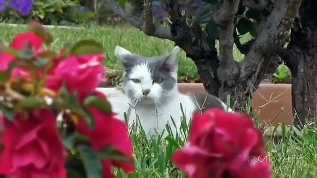 Приколы с котами ТОПовая подборка! ПРИКОЛЫ 2017 С КОТИКАМИ РЖАЧ ПОПРОБУЙ НЕ ЗАСМЕЯТЬСЯ CHALLENGE