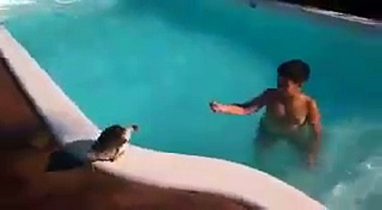 Un enfant joue dans une piscine avec son canard !