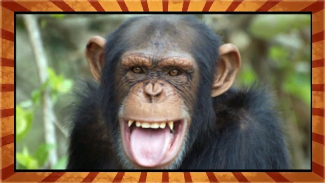 5 COISAS que VOCÊ NÃO VAI ACREDITAR que os ANIMAIS FAZEM