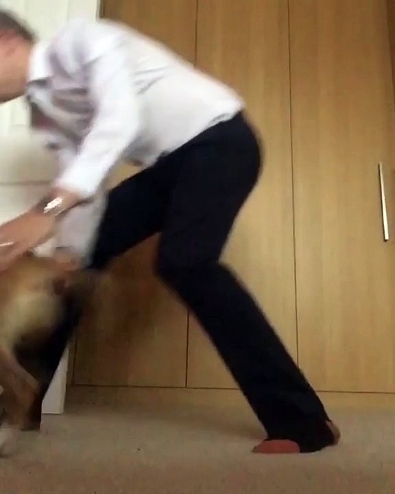dog faight man