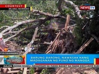 BP: Barung-barong, nawasak nang madaganan ng puno ng mangga