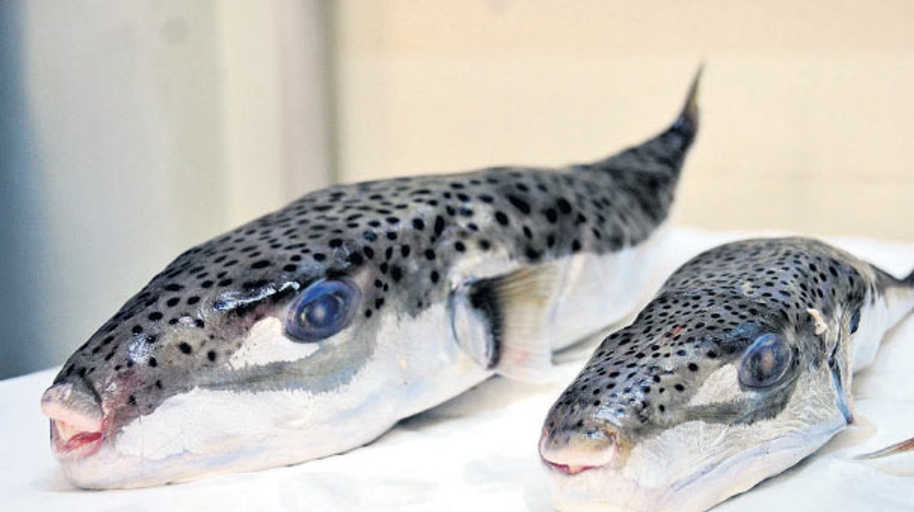 Balon balığının intikamı!! Çatur çutur teneke yedi!!!