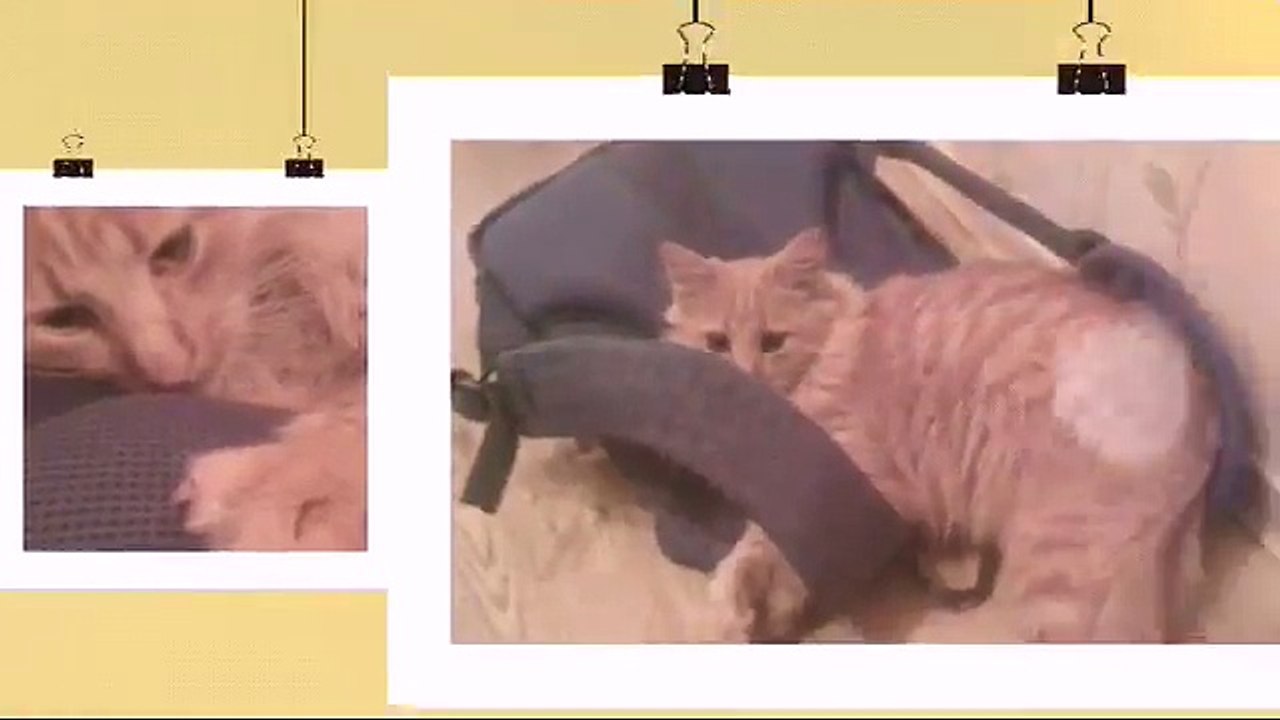 Мой котёнок:)