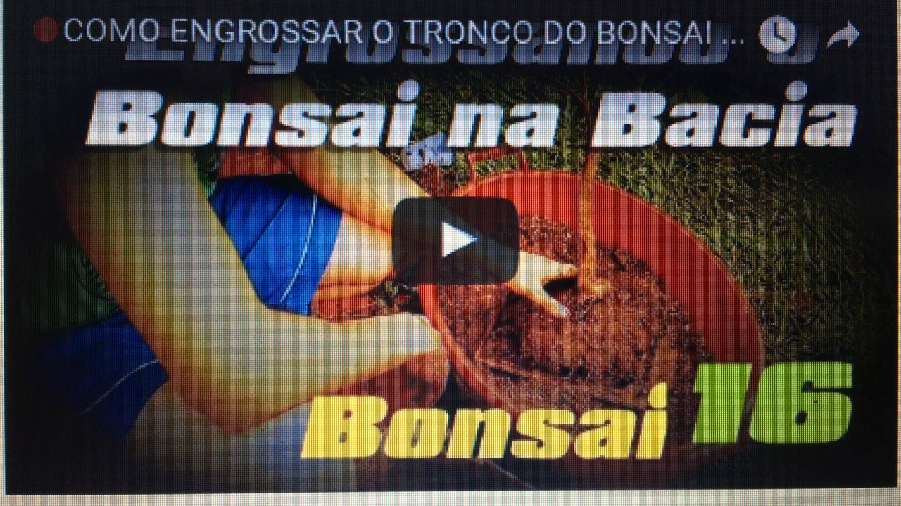 COMO ENGROSSAR O TRONCO DO BONSAI (Método da Bacia) - BonsaiCurso #15