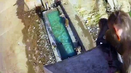 Majmuni kercen ne pishin sikurse njerzit shume interesante