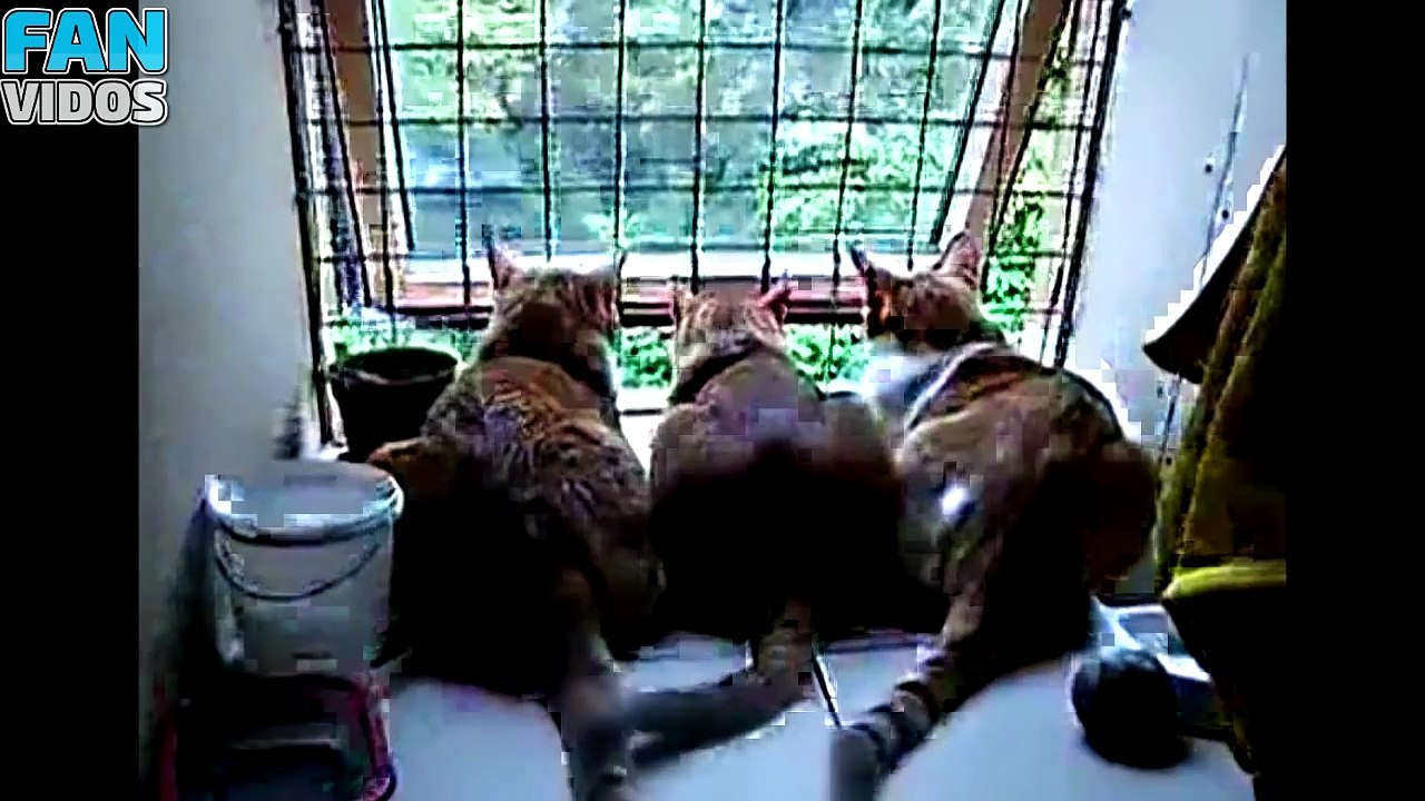 ТЕСТ НА ПСИХИКУ СМЕШНЫЕ КОТЫ И КОШКИ 2017 ПРИКОЛЫ С КОТАМИ И КОШКАМИ 2016 подборка приколов