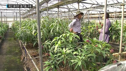 국산 올리브 열매 올가을에 첫 수확 / YTN (Yes! Top News)