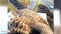 Bird Takes Up Residence On Traffic Camera Stand, Provides Officers Hours Of Entertainment