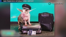Conheça lilou, o primeiro porco terapêutico de aeroporto da américa.
